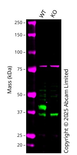 Western blot - Human SLC16A1 knockout A549  cell line (AB301232), expandable thumbnail