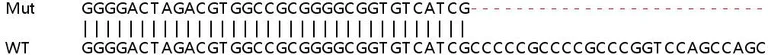 Sanger Sequencing - Human SLC17A5 knockout HeLa cell line (AB265175)
