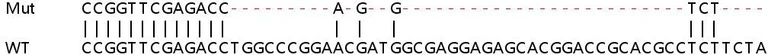 Sanger Sequencing - Human SLC17A5 knockout HeLa cell line (AB265175)