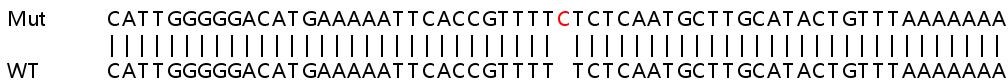 Sanger Sequencing - Human SLC25A13 (Citrin) knockout HeLa cell lysate (AB258192), expandable thumbnail