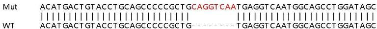 Sanger Sequencing - Human SLC25A15 knockout HEK-293T cell lysate (AB259119)