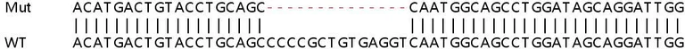 Sanger Sequencing - Human SLC25A15 knockout HEK-293T cell lysate (AB259119)