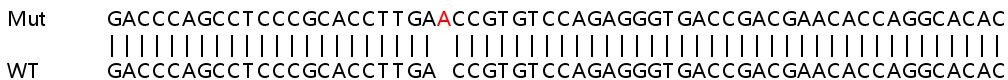 Sanger Sequencing - Human SLC25A20 knockout HeLa cell lysate (AB259120), expandable thumbnail