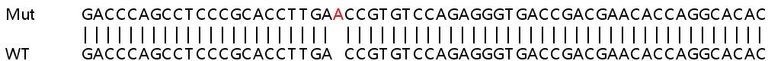 Sanger Sequencing - Human SLC25A20 knockout HeLa cell lysate (AB259120)