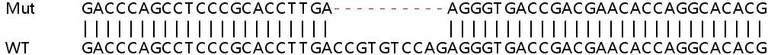 Sanger Sequencing - Human SLC25A20 knockout HeLa cell lysate (AB259120)