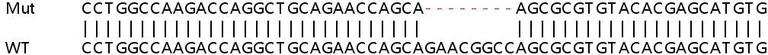 Sanger Sequencing - Human SLC25A22 (GC-1) knockout HEK-293T cell line (AB266327)