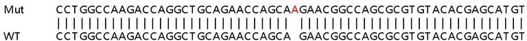 Sanger Sequencing - Human SLC25A22 (GC-1) knockout HEK-293T cell line (AB266327)
