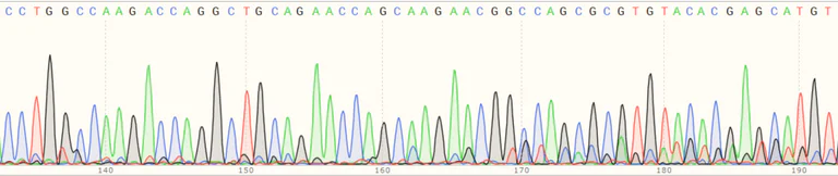 Sanger Sequencing - Human SLC25A22 (GC-1) knockout HEK-293T cell line (AB266327)