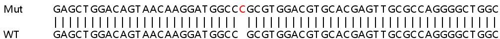 Sanger Sequencing - Human SLC25A23 knockout HEK-293T cell lysate (AB263349), expandable thumbnail