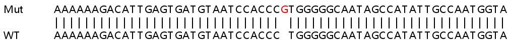 Sanger Sequencing - Human SLC25A28 knockout A549 cell line (AB267133)