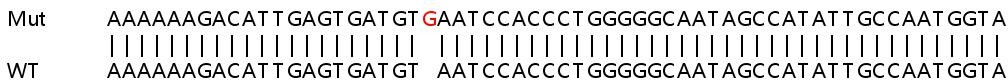 Sanger Sequencing - Human SLC25A28 knockout A549 cell lysate (AB259122), expandable thumbnail
