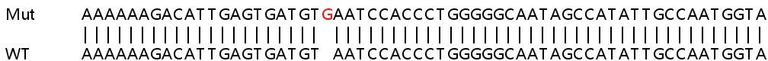 Sanger Sequencing - Human SLC25A28 knockout A549 cell lysate (AB259122)