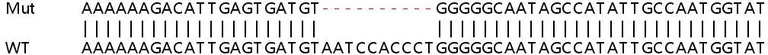 Sanger Sequencing - Human SLC25A28 knockout A549 cell lysate (AB259122)