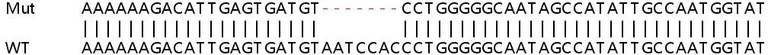 Sanger Sequencing - Human SLC25A28 knockout A549 cell lysate (AB259122)