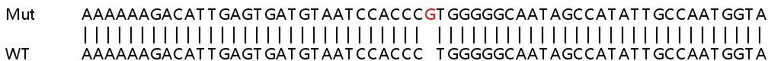 Sanger Sequencing - Human SLC25A28 knockout A549 cell lysate (AB259123)