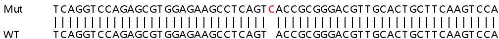 Sanger Sequencing - Human SLC25A29 knockout HeLa cell lysate (AB258674), expandable thumbnail