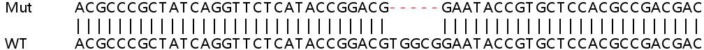 Sanger Sequencing - Human SLC25A32 knockout HEK-293T cell line (AB266330), expandable thumbnail