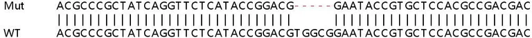 Sanger Sequencing - Human SLC25A32 knockout HEK-293T cell lysate (AB263350)