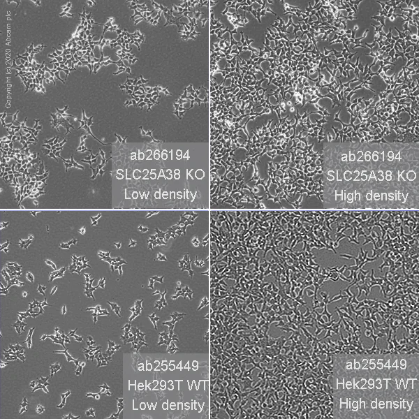 Cell Culture - Human SLC25A38 knockout HEK-293T cell line (AB266194)