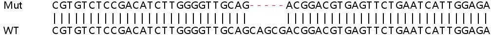 Sanger Sequencing - Human SLC25A38 knockout HEK-293T cell line (AB266194)
