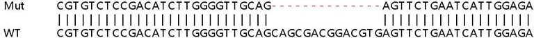 Sanger Sequencing - Human SLC25A38 knockout HEK-293T cell line (AB266194)