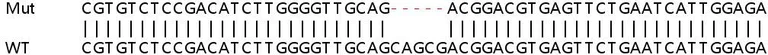 Sanger Sequencing - Human SLC25A38 knockout HEK-293T cell lysate (AB258193)