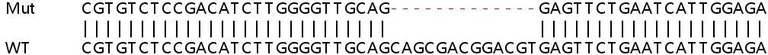 Sanger Sequencing - Human SLC25A38 knockout HEK-293T cell lysate (AB258193)