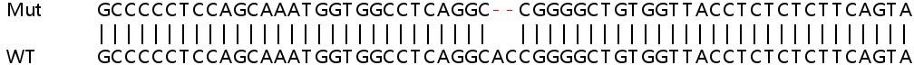 Human SLC25A39 knockout HEK-293T cell line