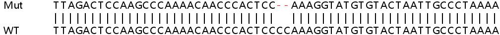 Human SLC25A40 knockout HEK-293T cell lysate