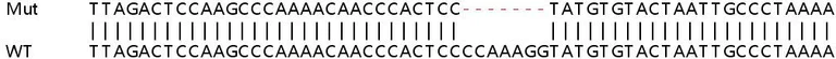 Sanger Sequencing - Human SLC25A40 knockout HEK-293T cell lysate (AB259125)