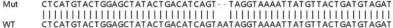 Sanger Sequencing - Human SLC25A40 knockout HeLa cell line (AB265188)
