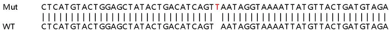 Sanger Sequencing - Human SLC25A40 knockout HeLa cell line (AB265188)