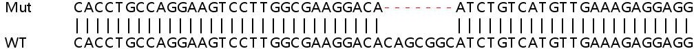 Sanger Sequencing - Human SLC25A5 (Adenine Nucleotide Translocator 2/ANT 2) knockout HeLa cell lysate (AB258676), expandable thumbnail
