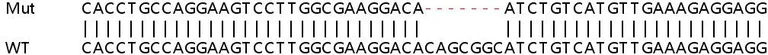 Sanger Sequencing - Human SLC25A5 (Adenine Nucleotide Translocator 2/ANT 2) knockout HeLa cell lysate (AB258676)