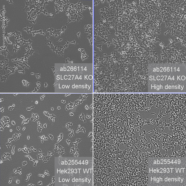 Cell Culture - Human SLC27A4 (FATP4) knockout HEK-293T cell line (AB266114), expandable thumbnail