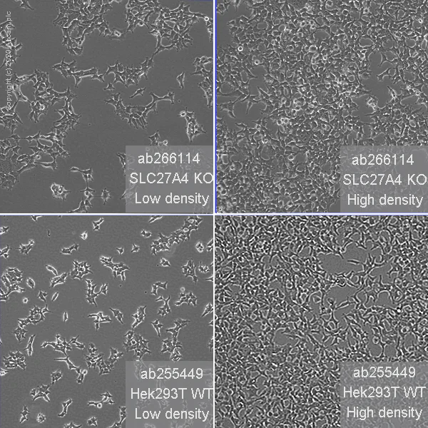 Cell Culture - Human SLC27A4 (FATP4) knockout HEK-293T cell line (AB266114)