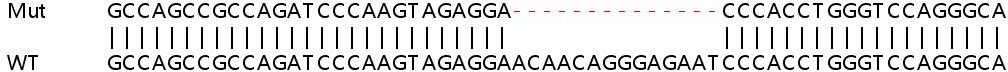 Sanger Sequencing - Human SLC27A4 (FATP4) knockout HEK-293T cell line (AB266114), expandable thumbnail