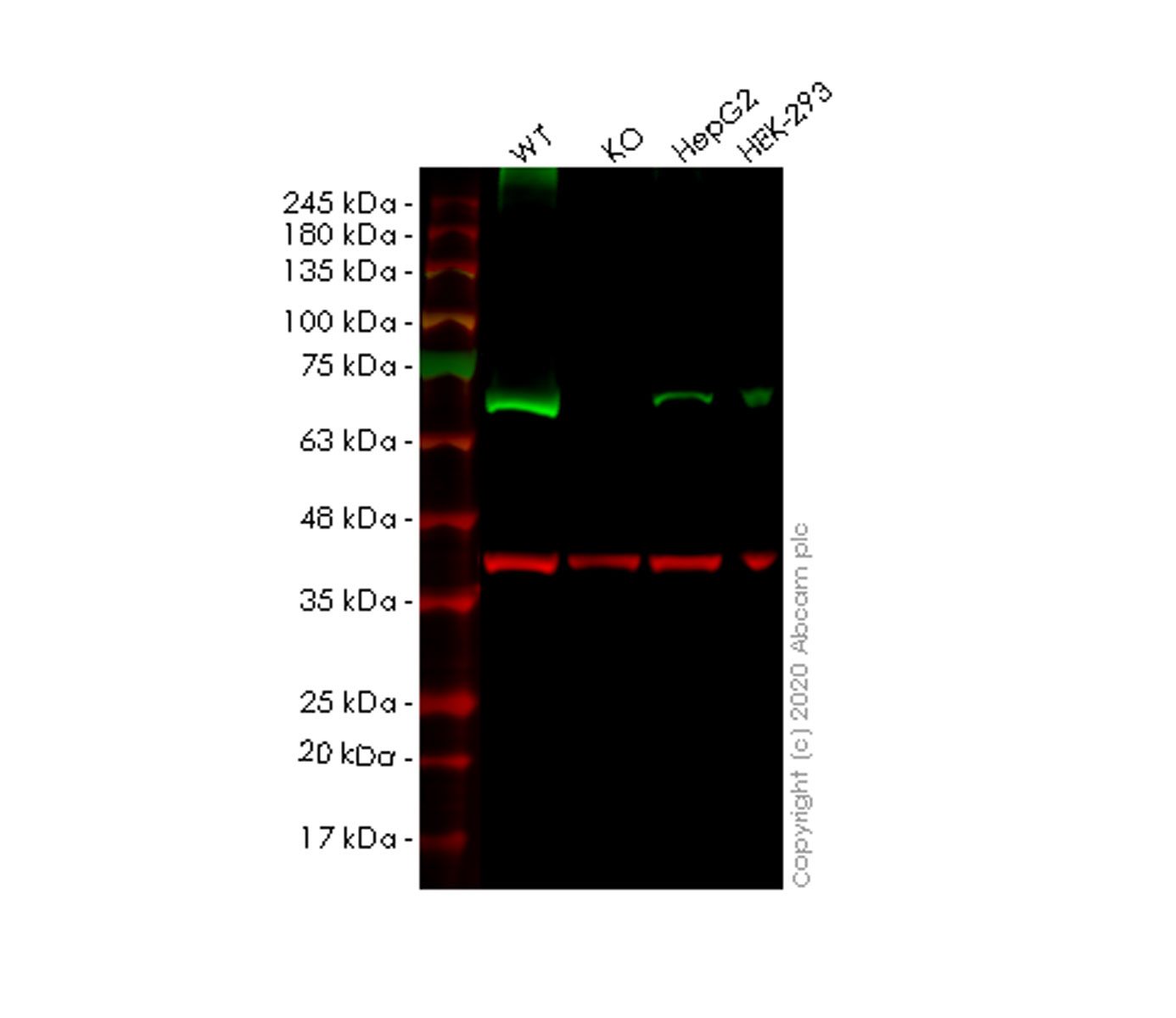 Western blot - Human SLC27A4 (FATP4) knockout HEK-293T cell line (AB266114), expandable thumbnail