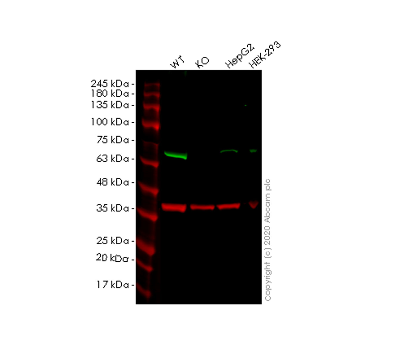 Western blot - Human SLC27A4 (FATP4) knockout HEK-293T cell line (AB266114), expandable thumbnail