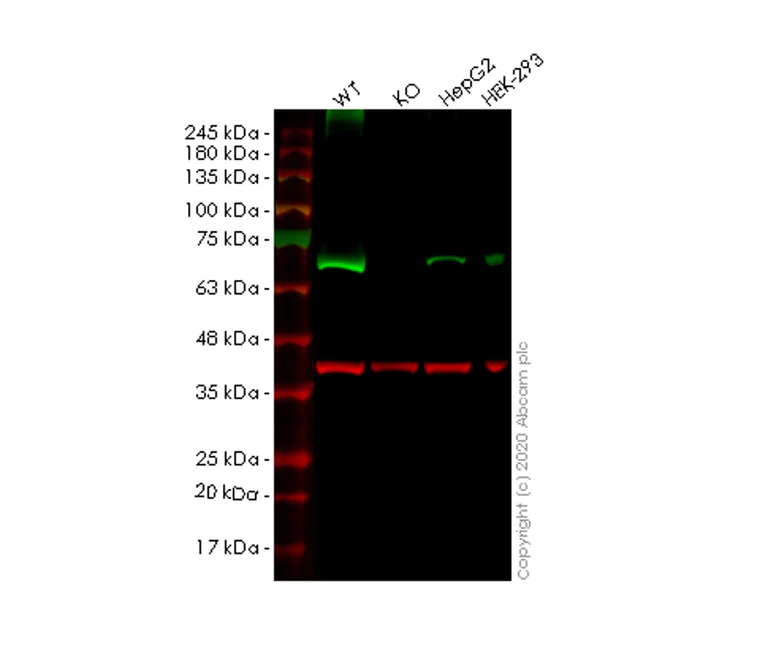 Western blot - Human SLC27A4 (FATP4) knockout HEK-293T cell lysate (AB257677)