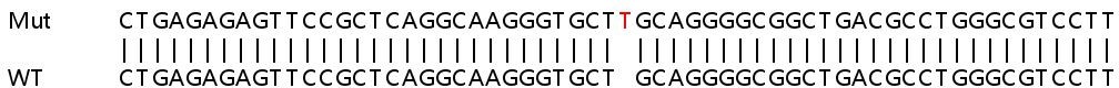 Sanger Sequencing - Human SLC29A1 (ENT1) knockout HEK-293T cell line (AB266758), expandable thumbnail