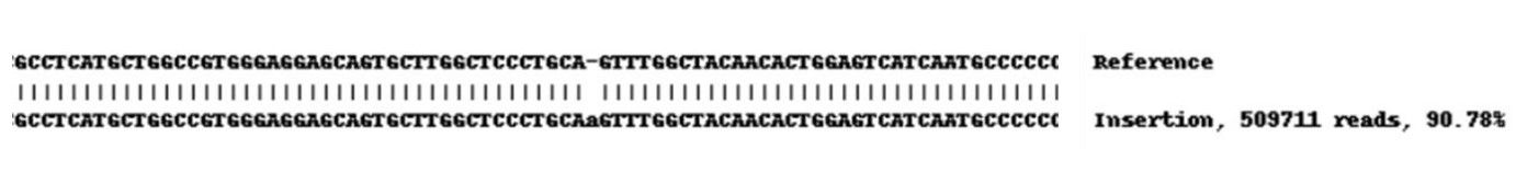 Human SLC2A1 (Glucose Transporter GLUT1) knockout A549 cell line