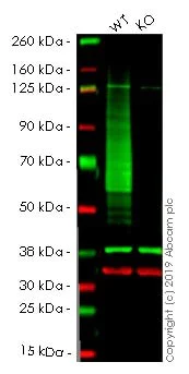 Western blot - Human SLC2A1 (Glucose Transporter GLUT1) knockout A549 cell lysate (AB261678)
