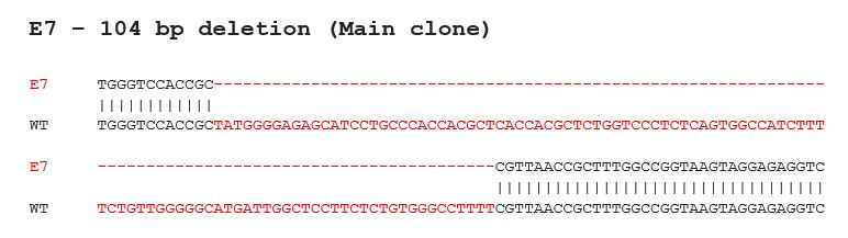ASPH antibody (14116-1-AP) | Proteintech