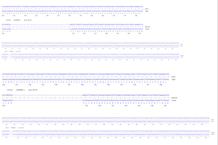 Next Generation Sequencing - Human SLC2A3 knockout A549  cell line (AB301240), expandable thumbnail