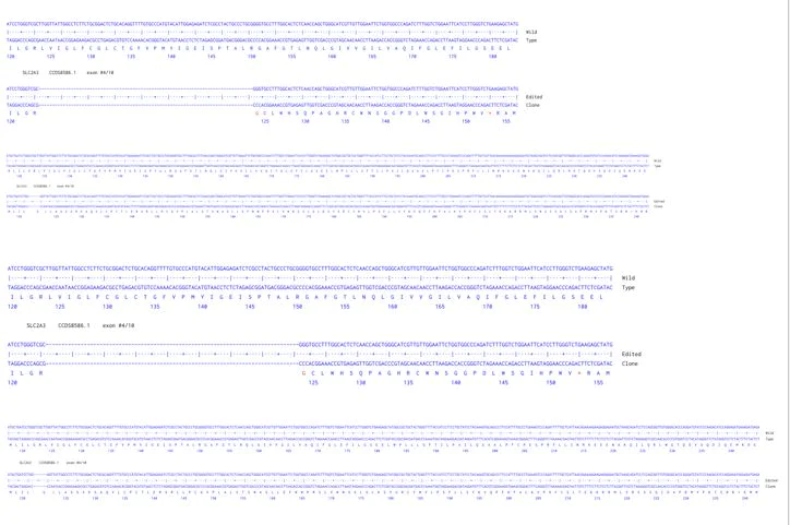 Next Generation Sequencing - Human SLC2A3 knockout A549 cell line (AB301240)