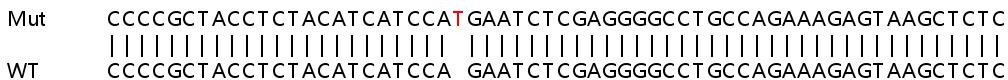 Sanger Sequencing - Human SLC2A4 (Glucose Transporter GLUT4) knockout HeLa cell lysate (AB257048), expandable thumbnail