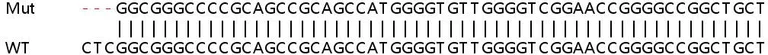 Sanger Sequencing - Human SLC30A1 (ZnT1) knockout HeLa cell line (AB264664)