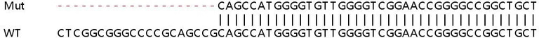 Sanger Sequencing - Human SLC30A1 (ZnT1) knockout HeLa cell line (AB264664)