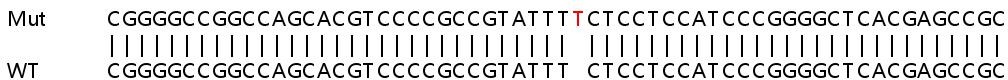 Sanger Sequencing - Human SLC30A5 knockout HEK-293T cell line (AB266840), expandable thumbnail